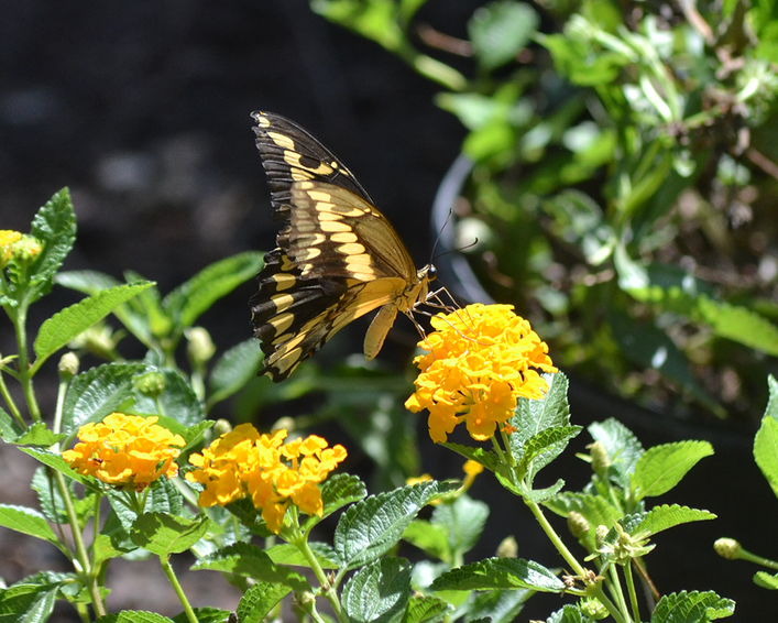 6 Flowering Shrubs To Attract Butterflies