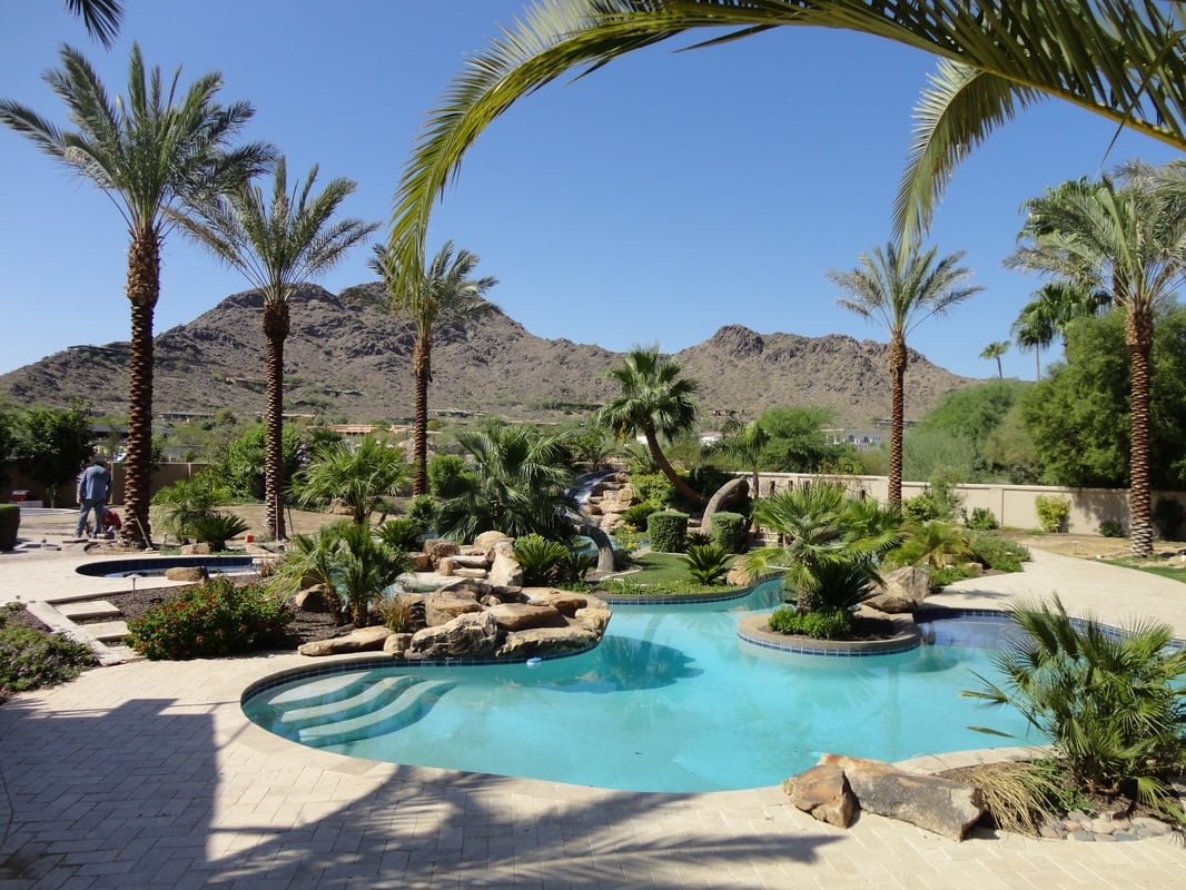 Medium Sized Palm Trees For Your Pool