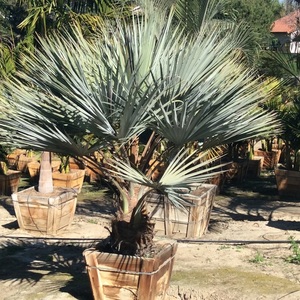Mexican Blue Palm