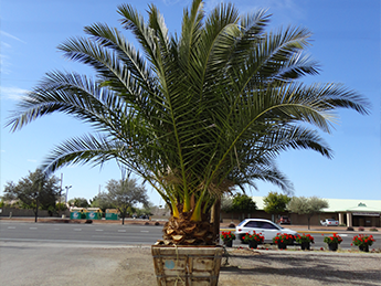 Pineapple Palm