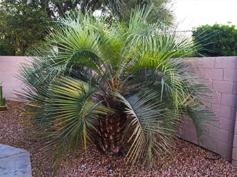 Pindo Palm