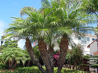 Pygmy Date Palm