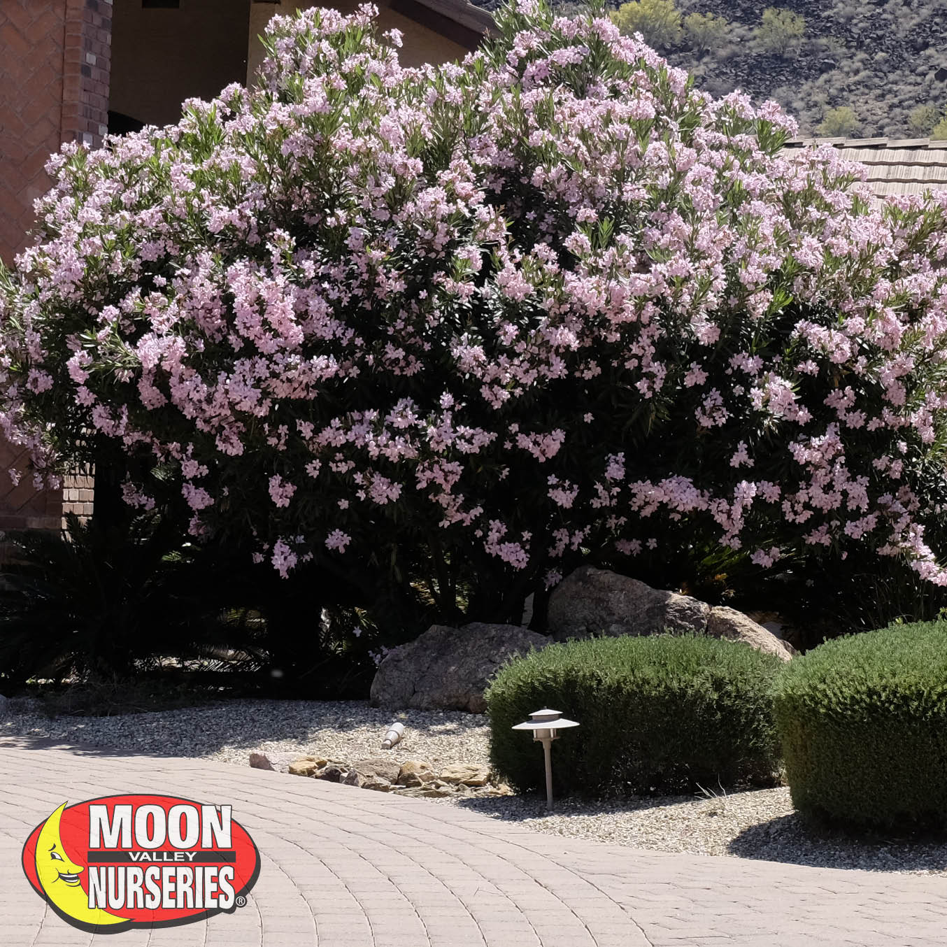 Oleander Hedges for sale at Moon Valley Nurseries