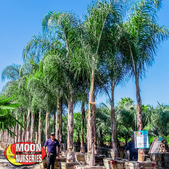 Piru queen palm, palm trees, moon valley nurseries, october tips, care guide, landscaping