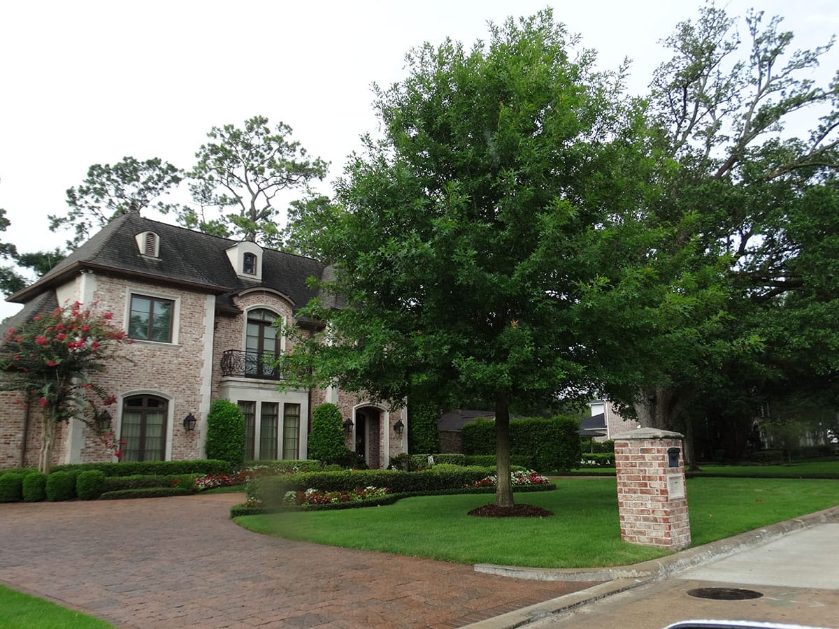 Red oak in Landscape