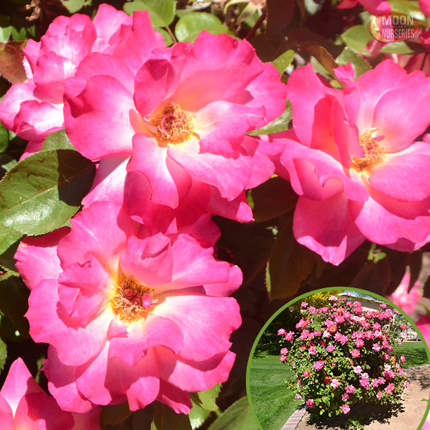 Roses-1