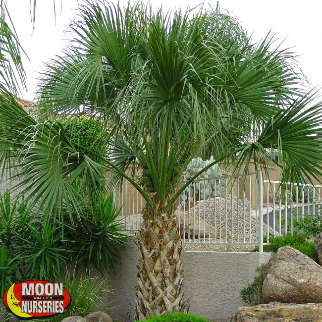 Sabal-Palm-In-Landscape-650x650-MVN