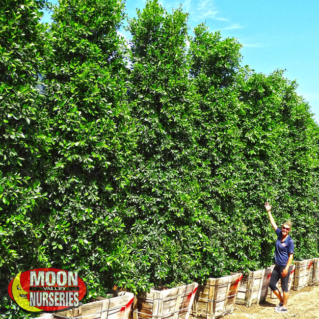 ficus columns-2