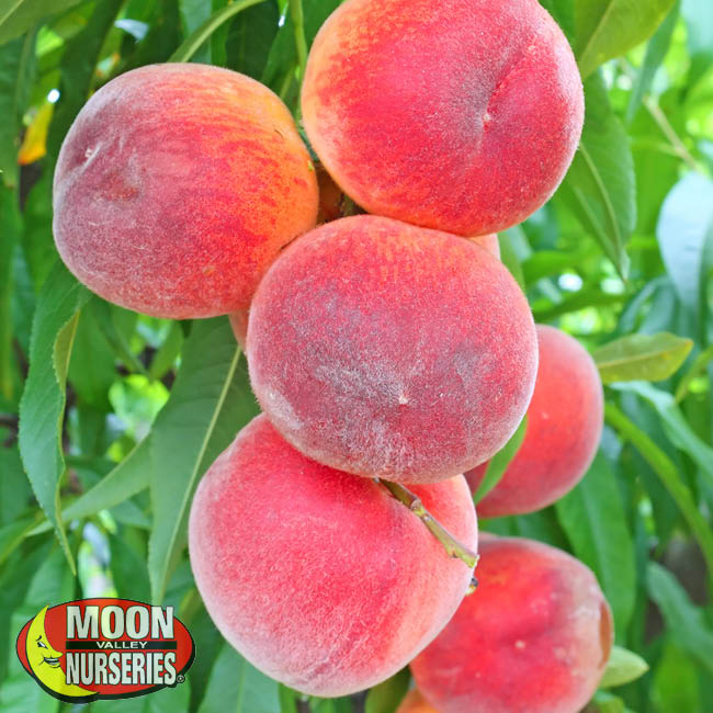 Stone Fruit - Peach