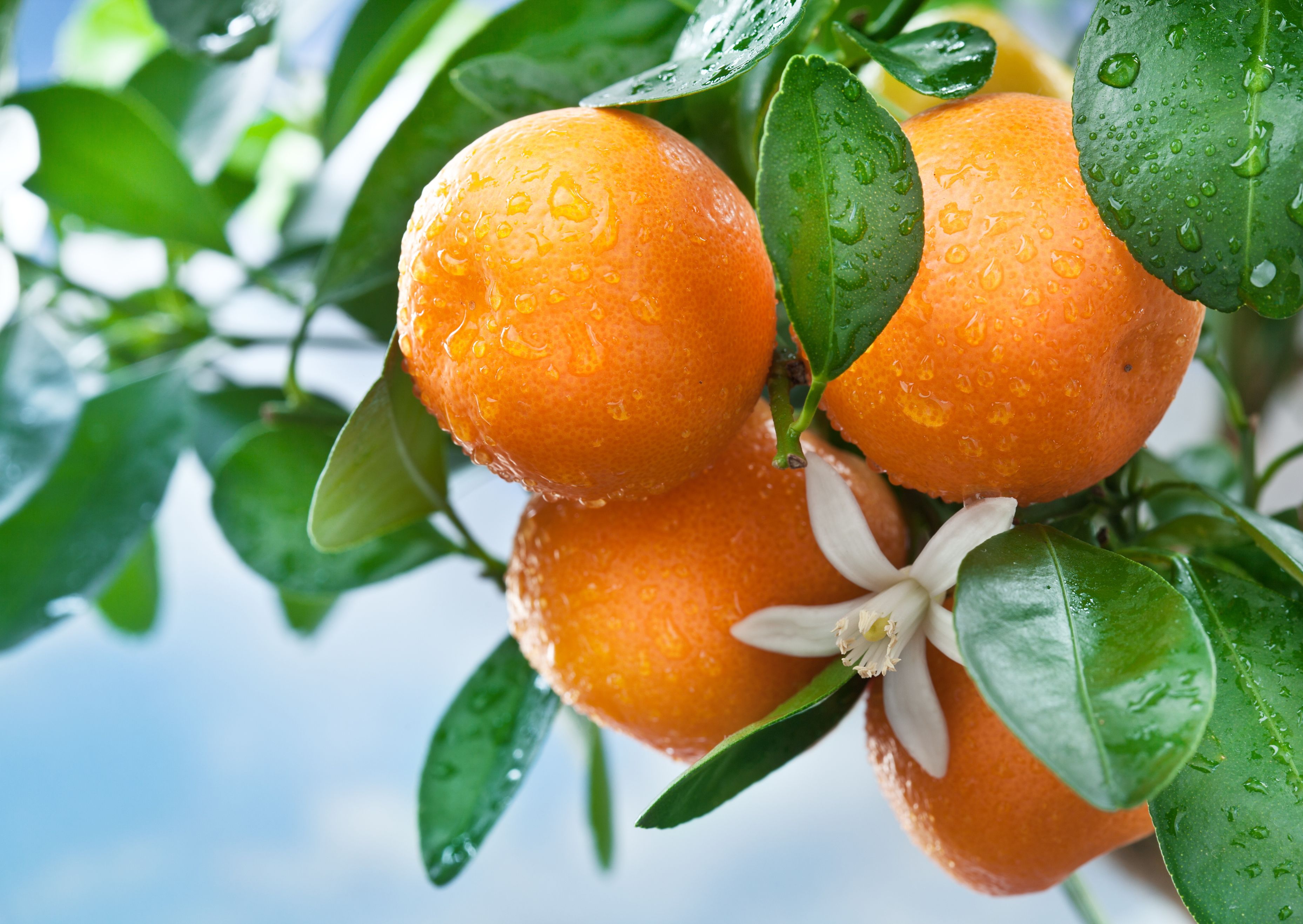 Tangerines on tree (2)