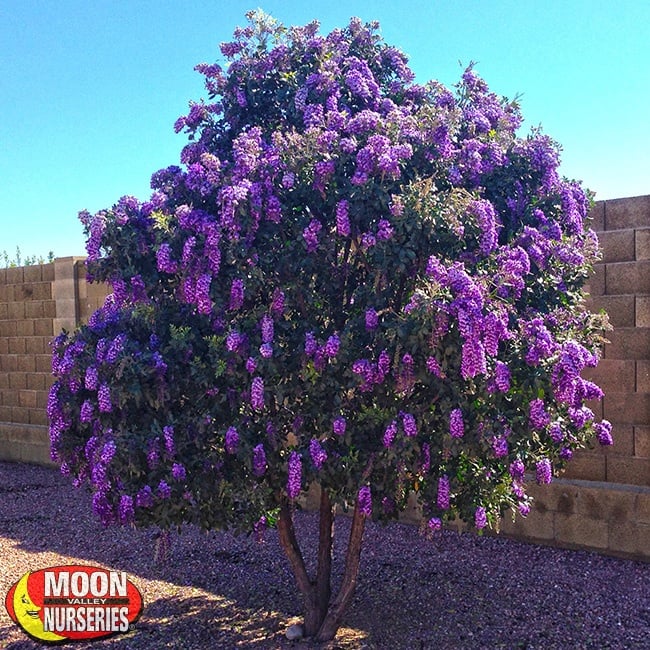 Texas-Mountain-Laurel