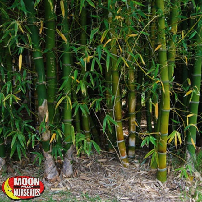 Timberbamboo_landscape_mvn_650x650