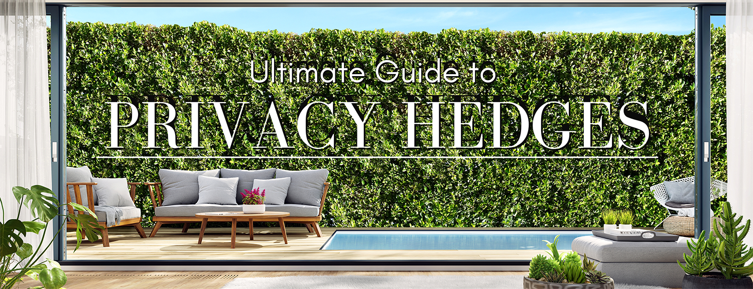 The Ultimate Guide to Privacy Hedges