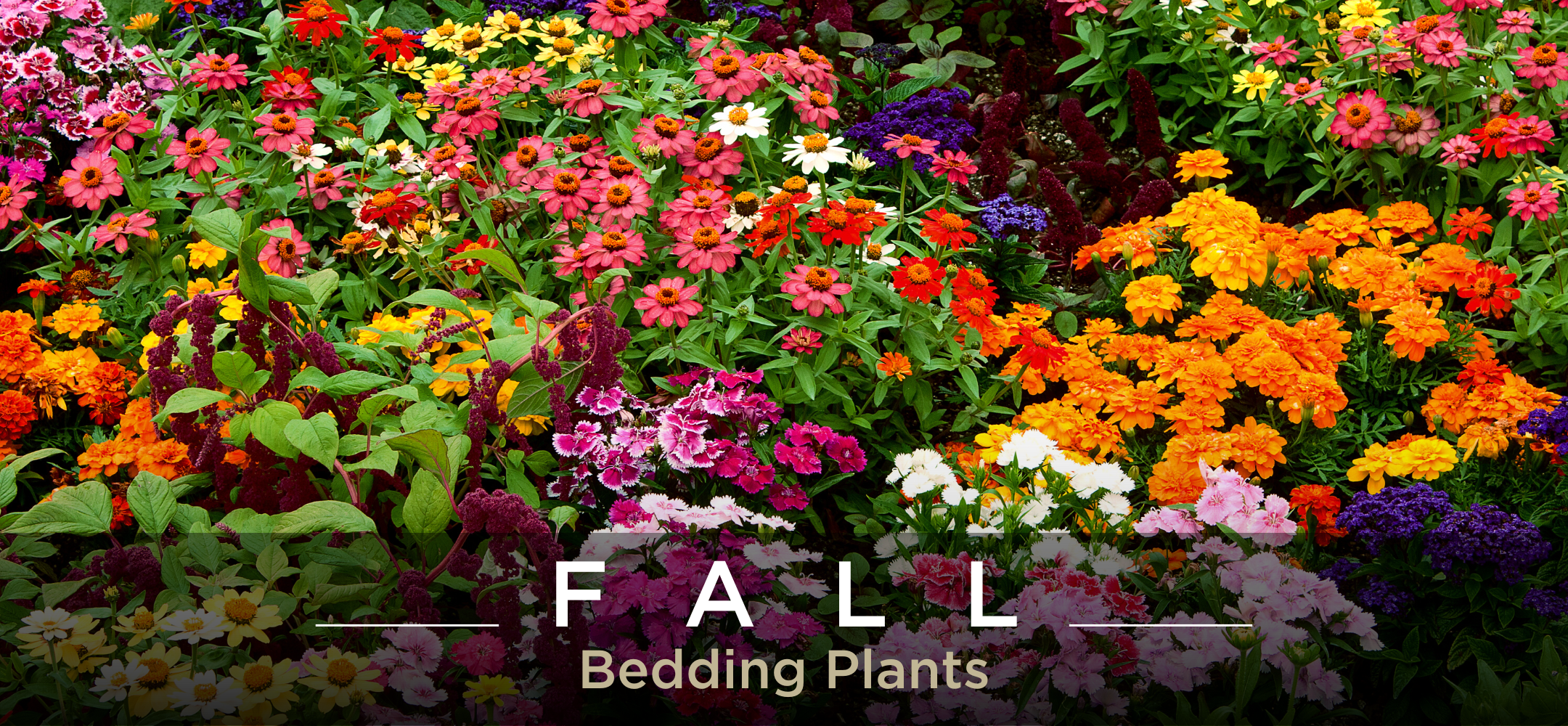 Bedding plants and flowers for fall