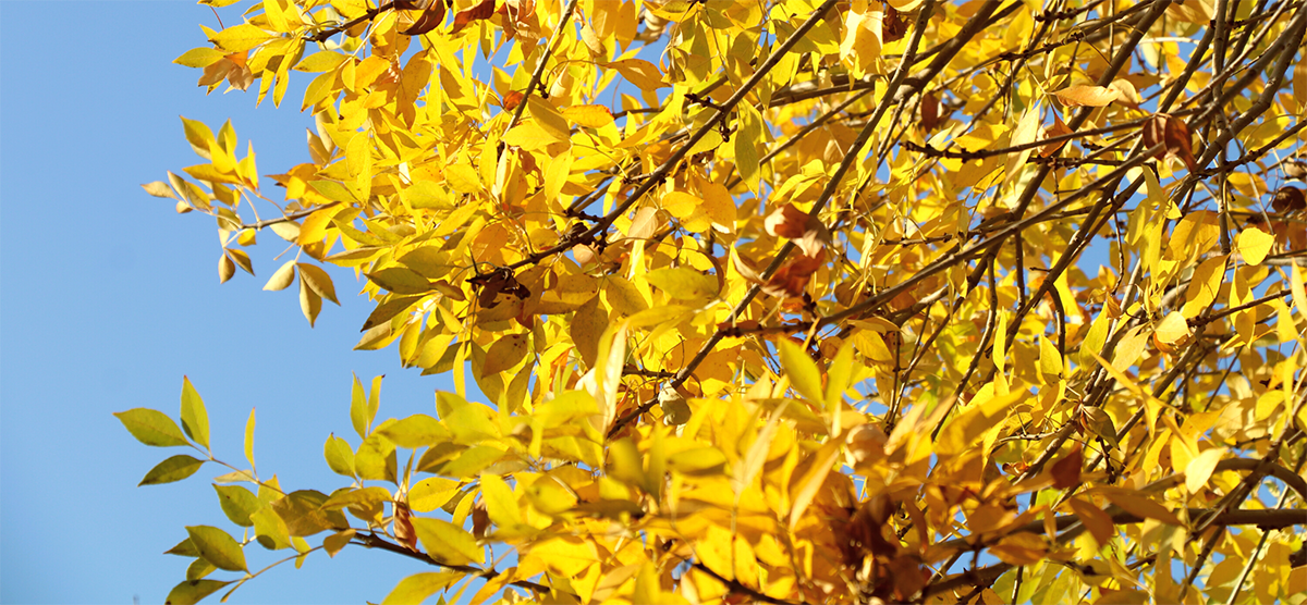 Five Trees for Fall Colors in Las Vegas