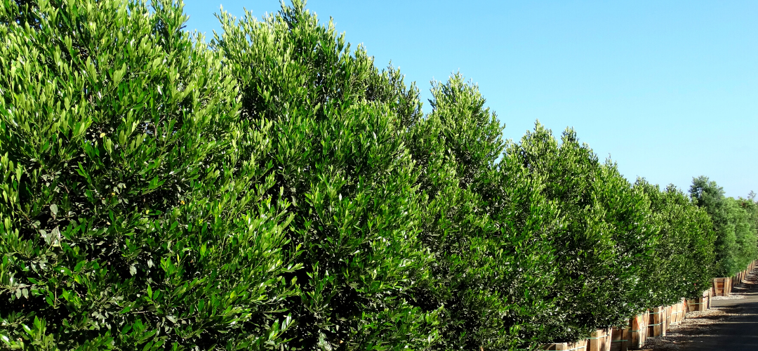 MOON VALLEY'S TOP 5 EVERGREEN HEDGES