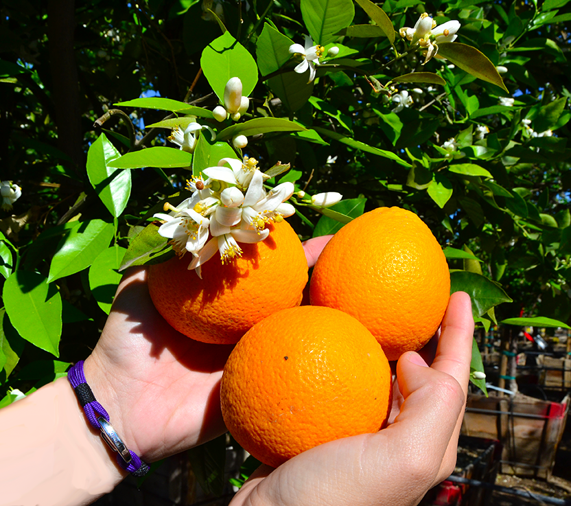 _oranges_close_up_