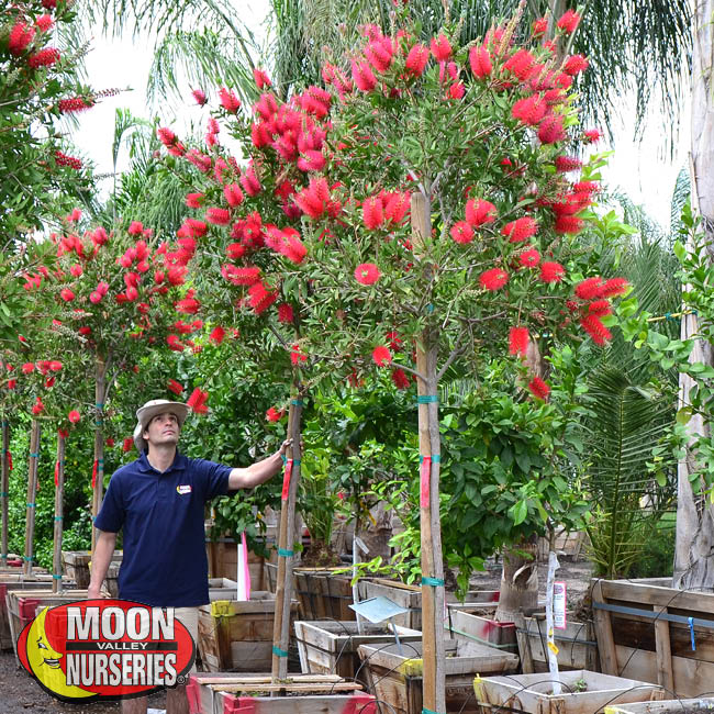 Bottlebrush Tree Care Guide from Moon Valley Nurseries