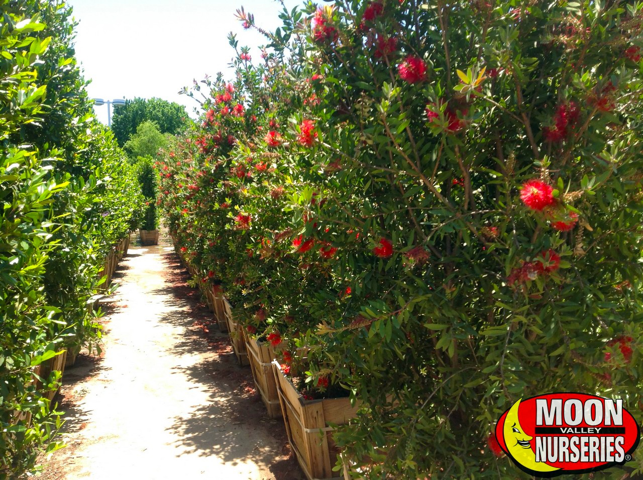 bottlebrush trees for sale at Moon Valley Nurseries