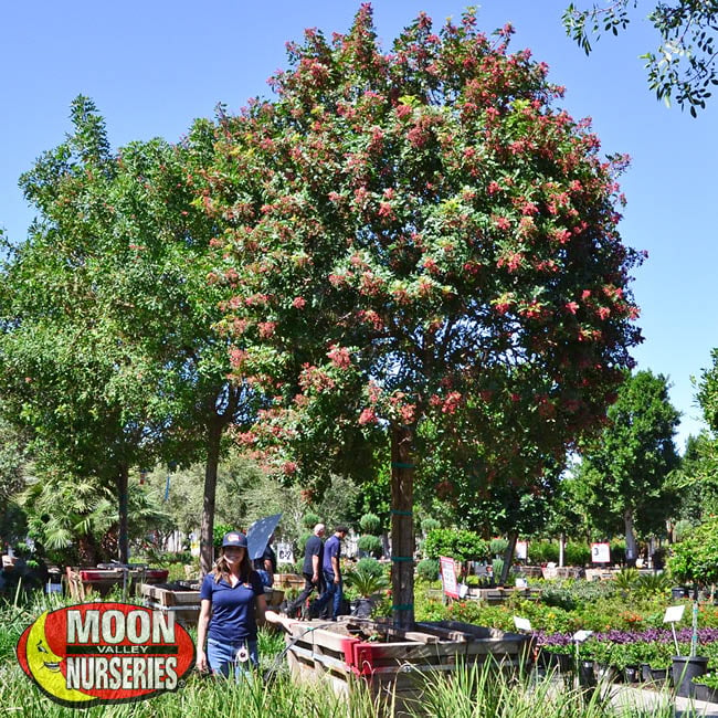 brazilian pepper, trees, moon valley nurseries