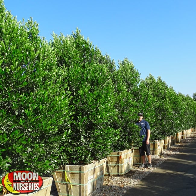 Carolina Cherry Hedges for sale at Moon Valley Nurseries
