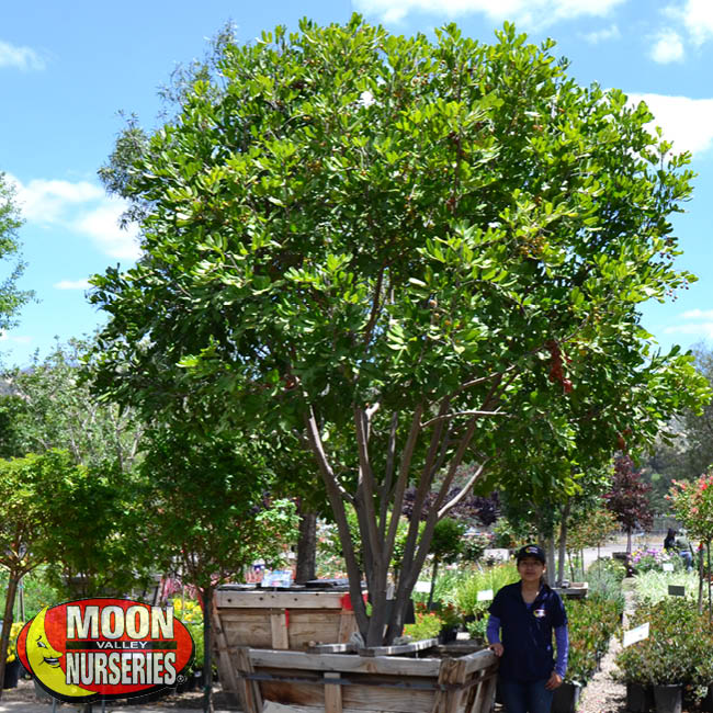 carrotwood tree, moon valley nurseries