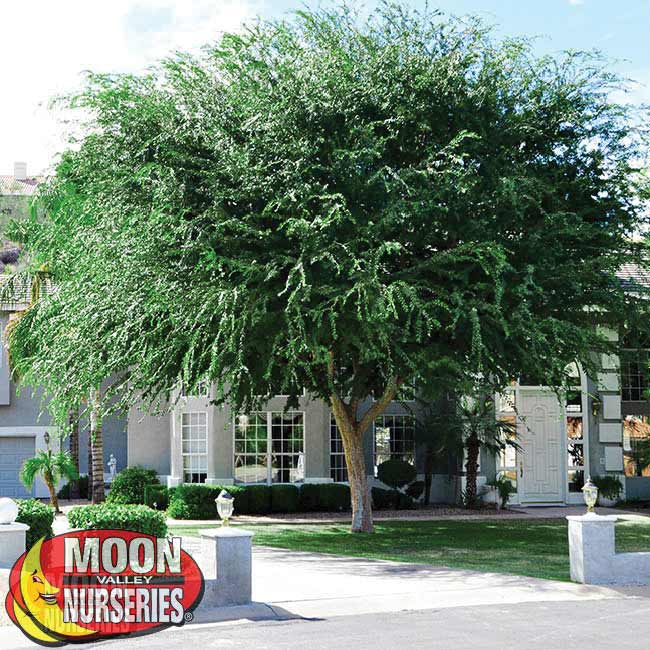 Chinese Elm Trees Create Shade