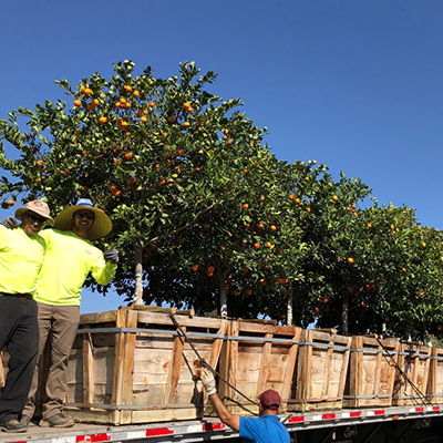 citrus on truck