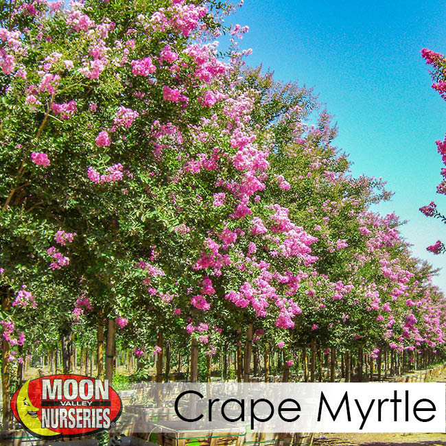 crape myrtle-2