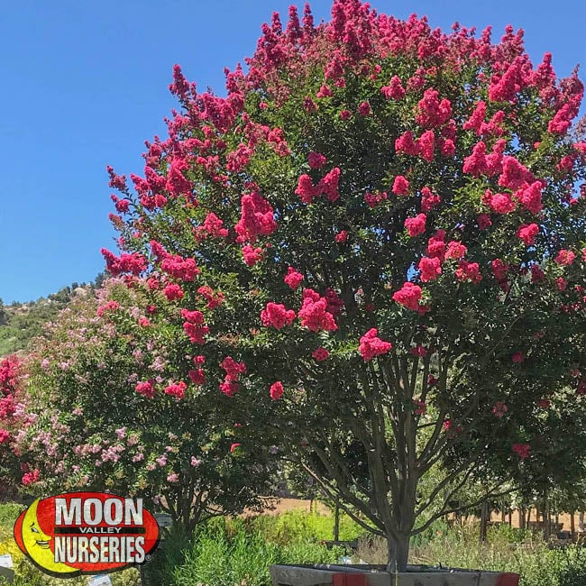 crape myrtle tree, trees, moon valley