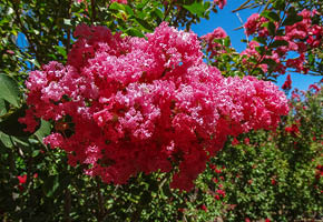 crape myrtle tree, fall trees, moon valley nurseries