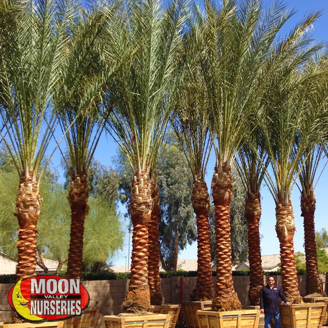 date palms-1