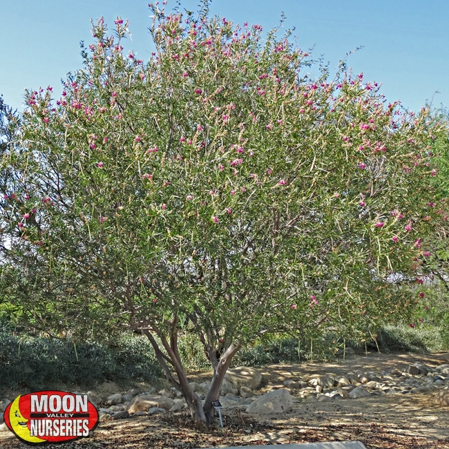 desert_willow_planted_650x650