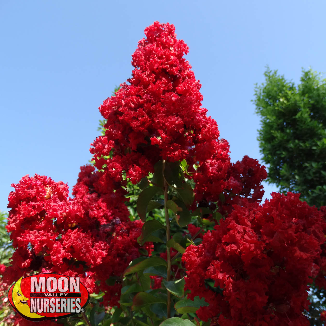 dynamite_crape_myrtle_3