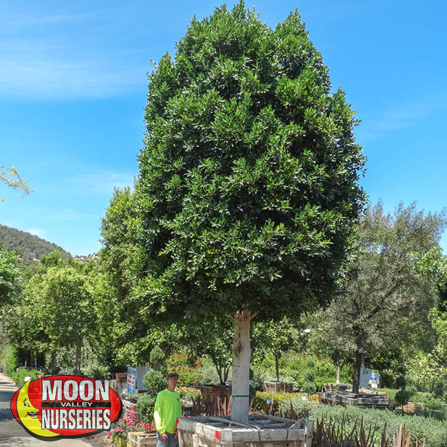 ficus tree, indian laurel, Arizona, Moon Valley Nurseries, landscape design