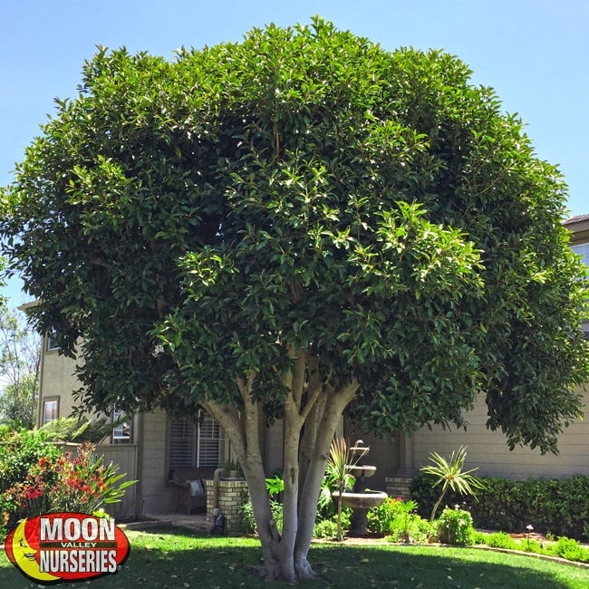 ficus-rubiginosa-in-landscape-nice-multi-650X650-MVN