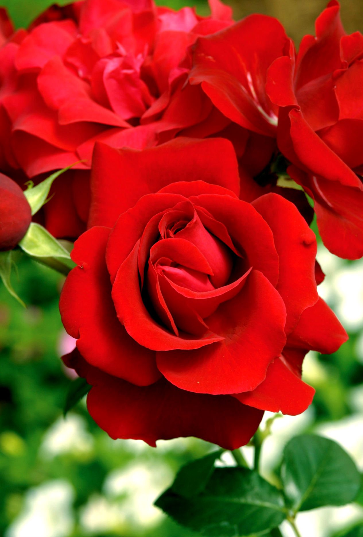 floribunda_rose_