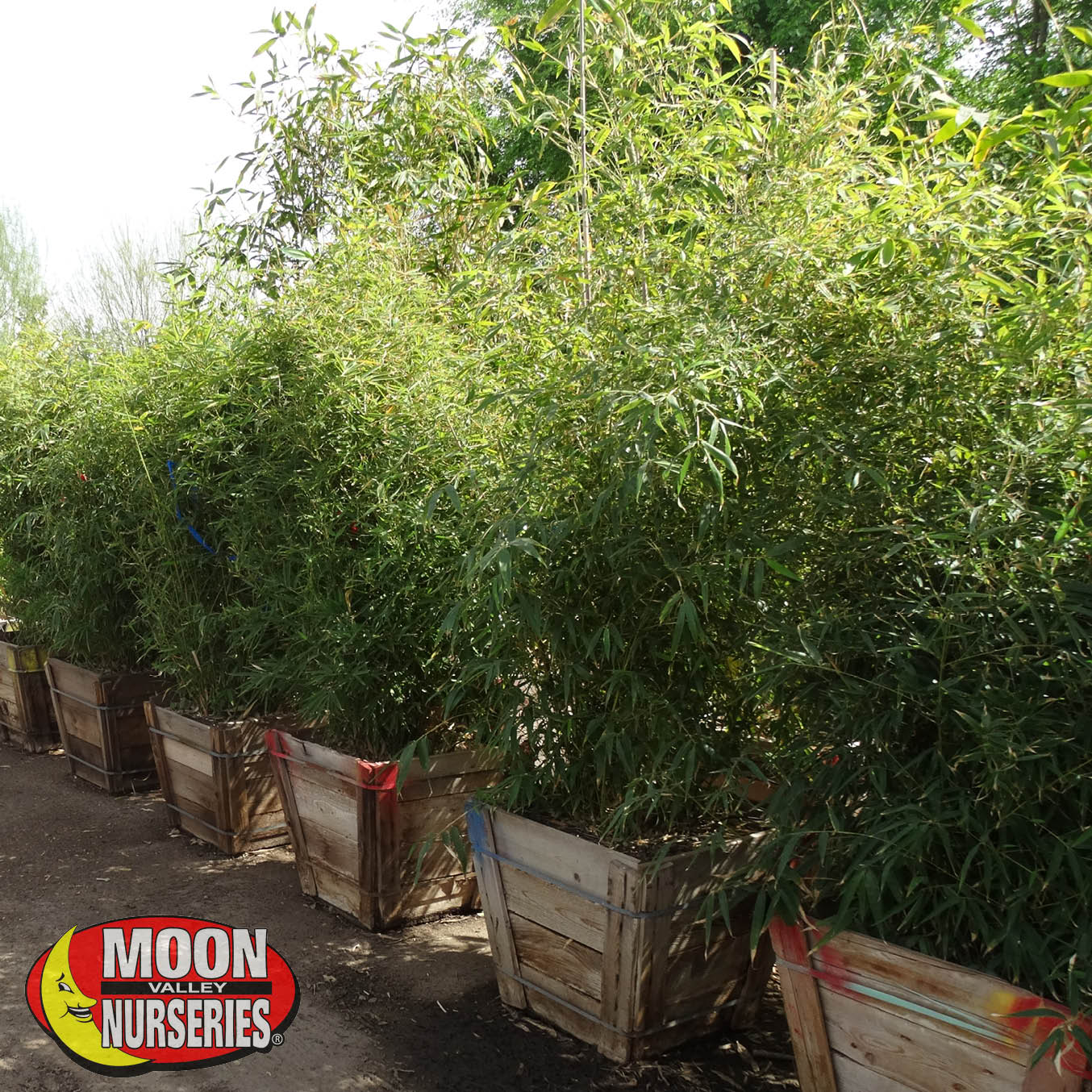 Why Hedges are Perfect for Any Landscape in Las vegas