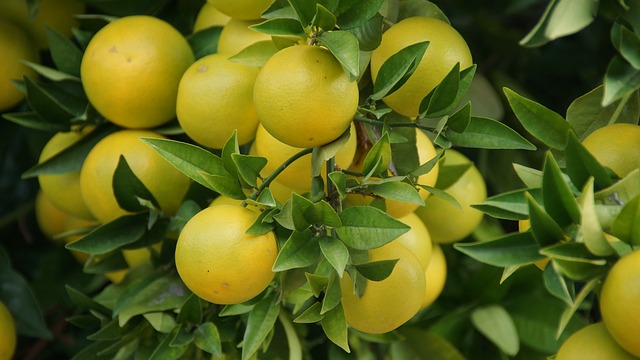 grapefruits in grapefruit tree