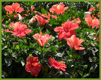 hibiscus-8