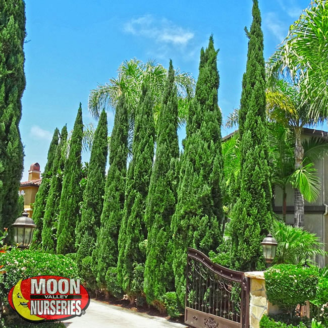 itailian cypress, moon valley nurseries