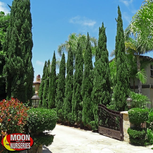 Italian Cypress trees for sale at Moon Valley Nurseries