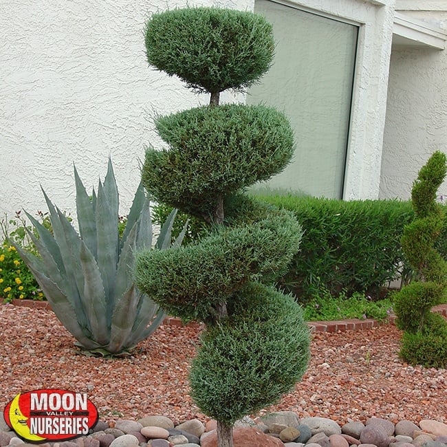 types of evergreen trees for landscaping