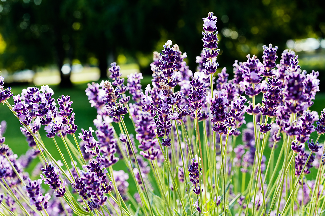 lavender_stock_image