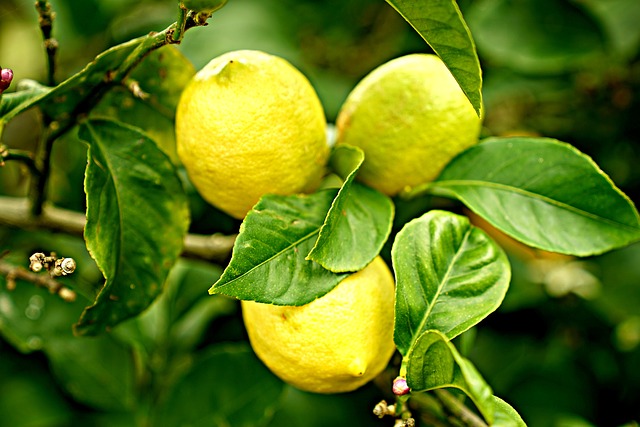lemons in lemon tree
