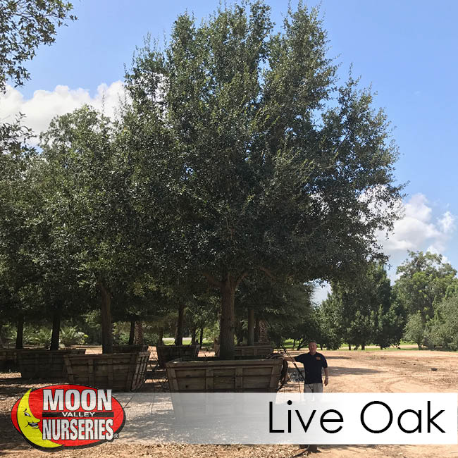 live oak-2