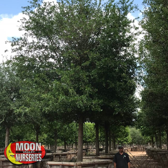 live oak tree , oak trees, texas, moon valley nurseries