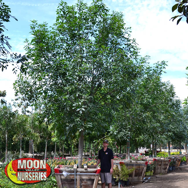 majestic ash, tree, shade tree, moon valley nurseries, nevada, las vegas