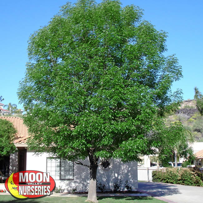 majestic ash, california shade tree