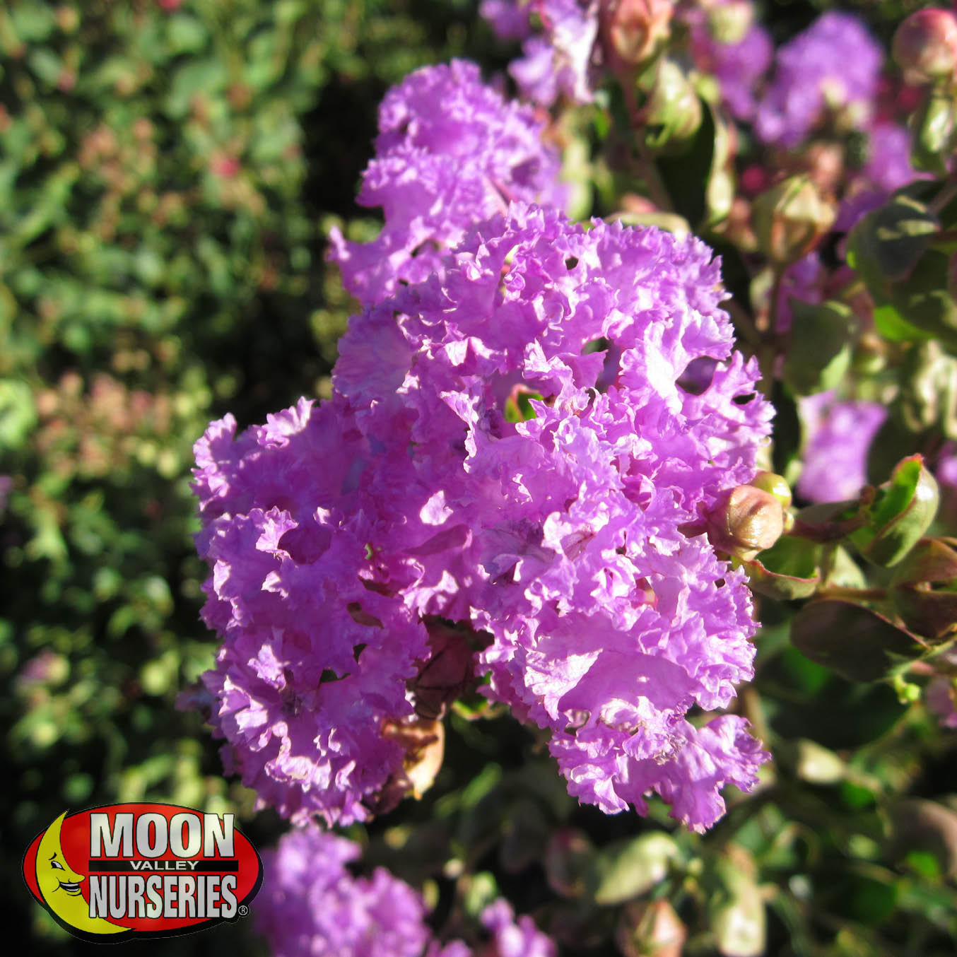 muskogee_crape_myrtle_2